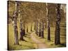 Avenue of Birches-Thonig-Stretched Canvas