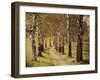 Avenue of Birches-Thonig-Framed Photographic Print