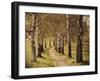 Avenue of Birches-Thonig-Framed Photographic Print