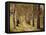 Avenue of Birches-Thonig-Framed Stretched Canvas