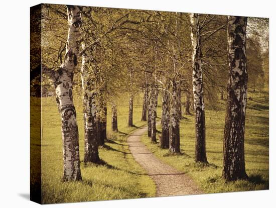 Avenue of Birches-Thonig-Stretched Canvas