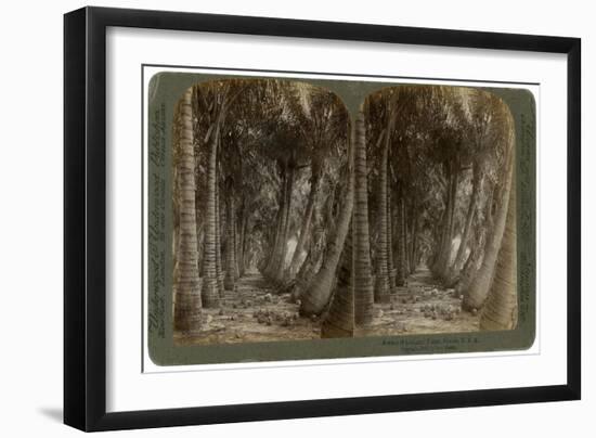 Avenue of Coconut Palms, Florida, USA, 1891-George Barker-Framed Giclee Print