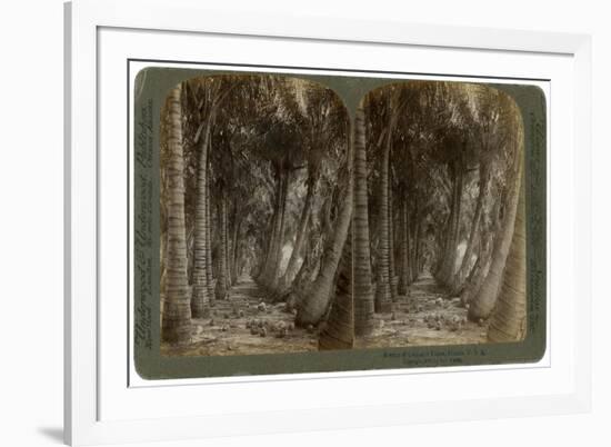 Avenue of Coconut Palms, Florida, USA, 1891-George Barker-Framed Giclee Print
