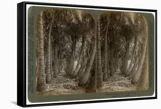 Avenue of Coconut Palms, Florida, USA, 1891-George Barker-Framed Stretched Canvas