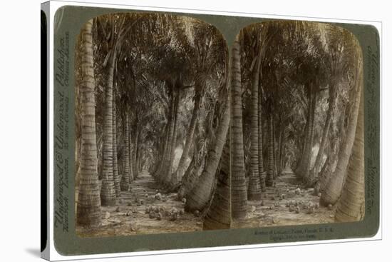 Avenue of Coconut Palms, Florida, USA, 1891-George Barker-Stretched Canvas