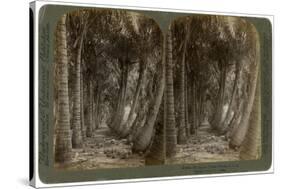 Avenue of Coconut Palms, Florida, USA, 1891-George Barker-Stretched Canvas