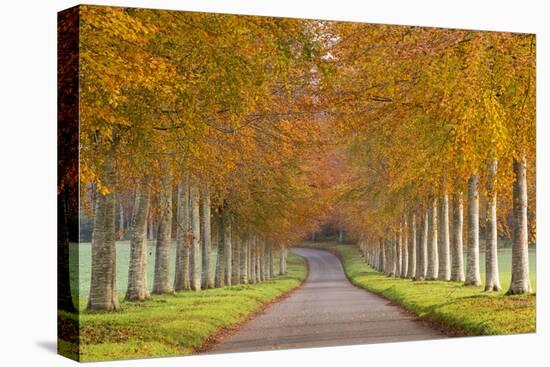 Avenue of Colourful Trees in Autumn, Dorset, England. November-Adam Burton-Stretched Canvas