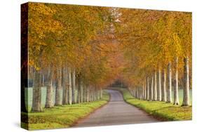 Avenue of Colourful Trees in Autumn, Dorset, England. November-Adam Burton-Stretched Canvas