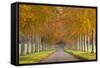 Avenue of Colourful Trees in Autumn, Dorset, England. November-Adam Burton-Framed Stretched Canvas