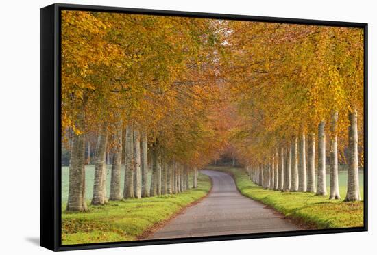 Avenue of Colourful Trees in Autumn, Dorset, England. November-Adam Burton-Framed Stretched Canvas