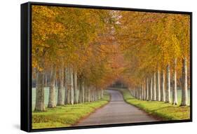 Avenue of Colourful Trees in Autumn, Dorset, England. November-Adam Burton-Framed Stretched Canvas