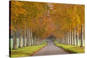 Avenue of Colourful Trees in Autumn, Dorset, England. November-Adam Burton-Stretched Canvas