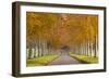 Avenue of Colourful Trees in Autumn, Dorset, England. November-Adam Burton-Framed Photographic Print