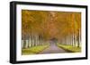 Avenue of Colourful Trees in Autumn, Dorset, England. November-Adam Burton-Framed Photographic Print