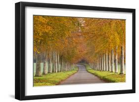 Avenue of Colourful Trees in Autumn, Dorset, England. November-Adam Burton-Framed Photographic Print