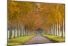 Avenue of Colourful Trees in Autumn, Dorset, England. November-Adam Burton-Mounted Photographic Print