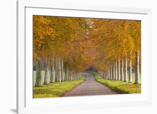Avenue of Colourful Trees in Autumn, Dorset, England. November-Adam Burton-Framed Photographic Print