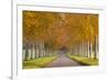 Avenue of Colourful Trees in Autumn, Dorset, England. November-Adam Burton-Framed Photographic Print