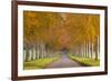 Avenue of Colourful Trees in Autumn, Dorset, England. November-Adam Burton-Framed Photographic Print