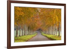 Avenue of Colourful Trees in Autumn, Dorset, England. November-Adam Burton-Framed Photographic Print