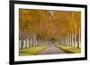 Avenue of Colourful Trees in Autumn, Dorset, England. November-Adam Burton-Framed Photographic Print