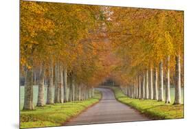 Avenue of Colourful Trees in Autumn, Dorset, England. November-Adam Burton-Mounted Photographic Print