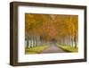 Avenue of Colourful Trees in Autumn, Dorset, England. November-Adam Burton-Framed Photographic Print