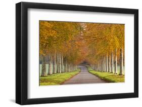 Avenue of Colourful Trees in Autumn, Dorset, England. November-Adam Burton-Framed Photographic Print