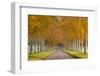 Avenue of Colourful Trees in Autumn, Dorset, England. November-Adam Burton-Framed Photographic Print