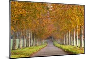 Avenue of Colourful Trees in Autumn, Dorset, England. November-Adam Burton-Mounted Photographic Print