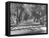 Avenue of Cypress in Central Park-Dmitri Kessel-Framed Stretched Canvas