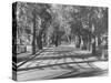 Avenue of Cypress in Central Park-Dmitri Kessel-Stretched Canvas