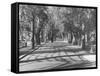 Avenue of Cypress in Central Park-Dmitri Kessel-Framed Stretched Canvas