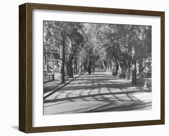 Avenue of Cypress in Central Park-Dmitri Kessel-Framed Photographic Print