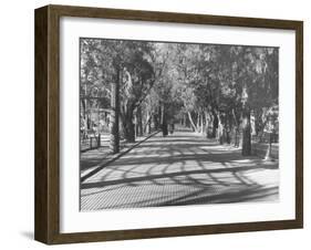 Avenue of Cypress in Central Park-Dmitri Kessel-Framed Photographic Print