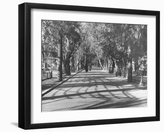 Avenue of Cypress in Central Park-Dmitri Kessel-Framed Photographic Print