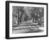 Avenue of Cypress in Central Park-Dmitri Kessel-Framed Photographic Print