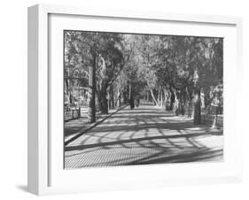 Avenue of Cypress in Central Park-Dmitri Kessel-Framed Photographic Print