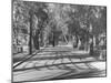 Avenue of Cypress in Central Park-Dmitri Kessel-Mounted Photographic Print