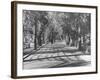 Avenue of Cypress in Central Park-Dmitri Kessel-Framed Photographic Print