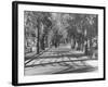 Avenue of Cypress in Central Park-Dmitri Kessel-Framed Photographic Print