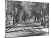 Avenue of Cypress in Central Park-Dmitri Kessel-Mounted Photographic Print