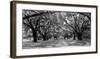Avenue of oaks, South Carolina-null-Framed Art Print