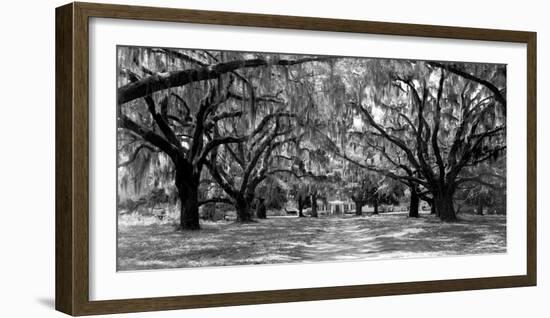 Avenue of oaks, South Carolina-null-Framed Art Print