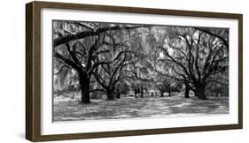 Avenue of oaks, South Carolina-null-Framed Art Print