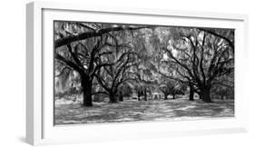 Avenue of oaks, South Carolina-null-Framed Art Print