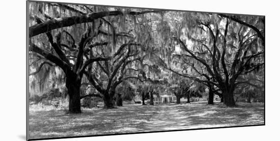 Avenue of oaks, South Carolina-null-Mounted Art Print
