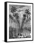 Avenue of Palm Trees, Cuba, 19th Century-E de Berard-Framed Stretched Canvas