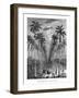 Avenue of Palm Trees, Cuba, 19th Century-E de Berard-Framed Giclee Print