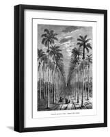 Avenue of Palm Trees, Cuba, 19th Century-E de Berard-Framed Giclee Print